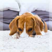 Pet Odor and Stain Removal